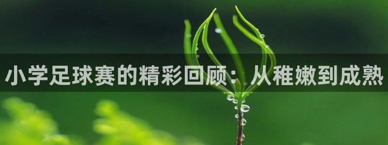 小学足球赛的精彩回顾：从稚嫩到成熟