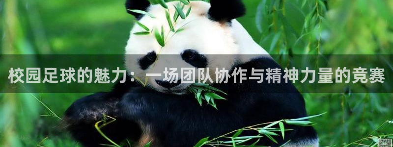 校园足球的魅力：一场团队协作与精神力